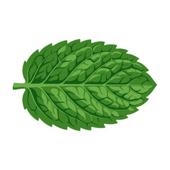 Fresh green mint leaf isolated on white background © Taslima