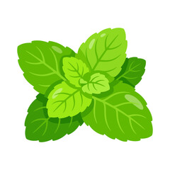 Fresh green mint leaves bunch isolated on white background © Taslima