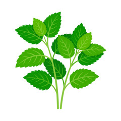 Fresh green mint plant with leaves on stems © Taslima