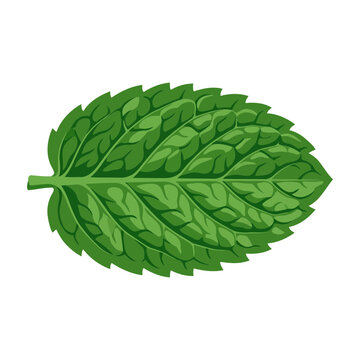 Fresh green mint leaf isolated on white background