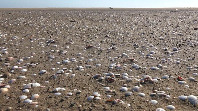Mussel shells cover vast sandy beach shoreline under blue sky, stretching toward far distance.