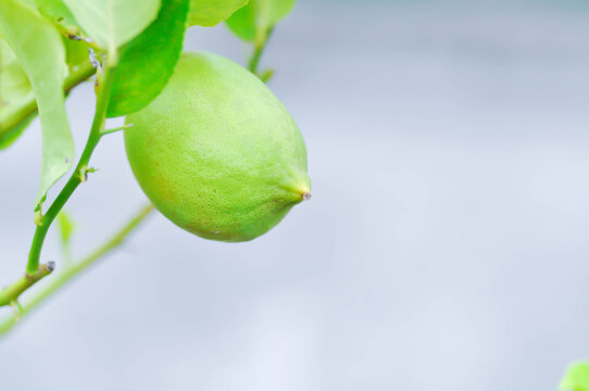 lemon tree or lemon plant or Citrus limon or Citrus x limonum Risso or Citrus x limonia Osbeck or RUTACEAE , lemon fruit