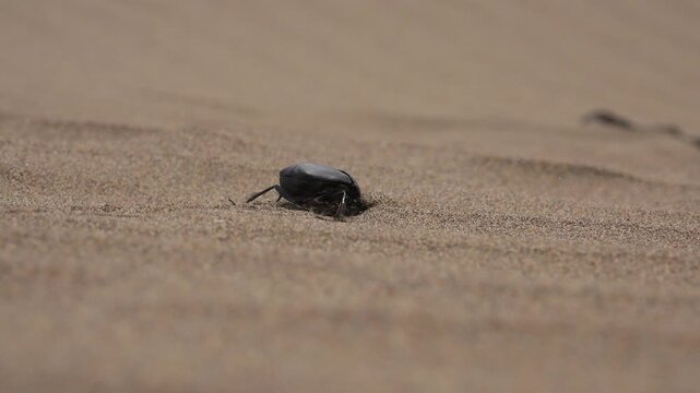 Black scarab beetle crawling on sandy terrain, close up insect on desert ground.