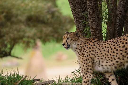 Cheetah standing by a tree trunk in the wild safari landscape, looking off into the distance with its mouth slightly open.