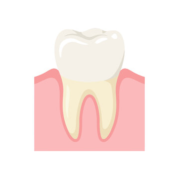 Illustration of a healthy human molar tooth embedded in pink gums