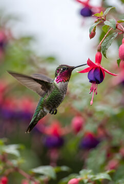 Annas hummingbird hovering near a vibrant fuchsia flower in a garden