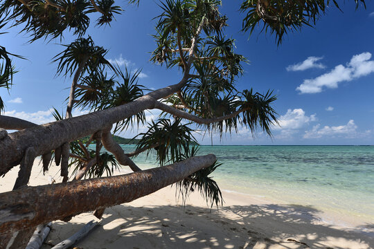 Sea pandan trees bend beautifully on the edge of the white sandy beach and clear water.