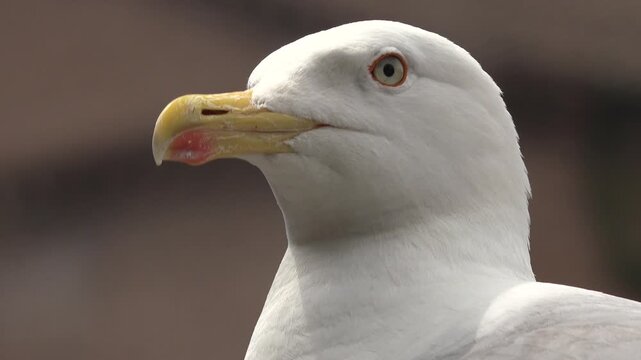 A white and gray seagull bird with a yellow beak in the city against urban backdrop.