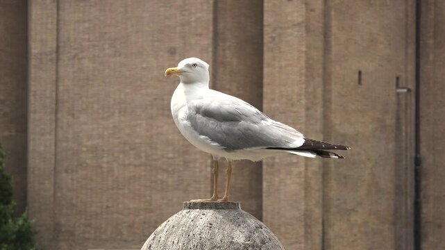 A white and gray seagull bird with a yellow beak in the city against urban backdrop.