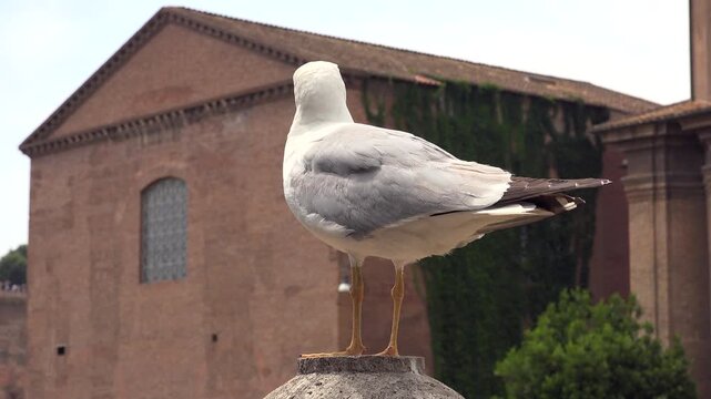 A white and gray seagull bird with a yellow beak in the city against urban backdrop.