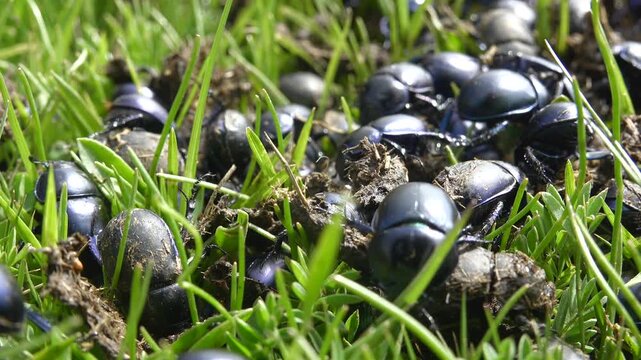 Black dung beetles swarm atop fresh manure in meadow, crawling and feeding under sun.