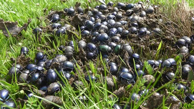 Black dung beetles swarm atop fresh manure in meadow, crawling and feeding under sun.