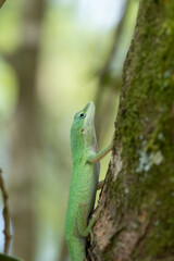 Fototapeta premium Green Anole Lizard on a Tree