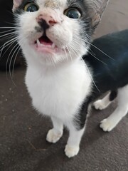 black and white cat © Sumastra