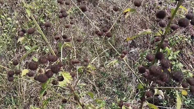 Wild *Hyptis capitata* plant with dried, round flower heads.