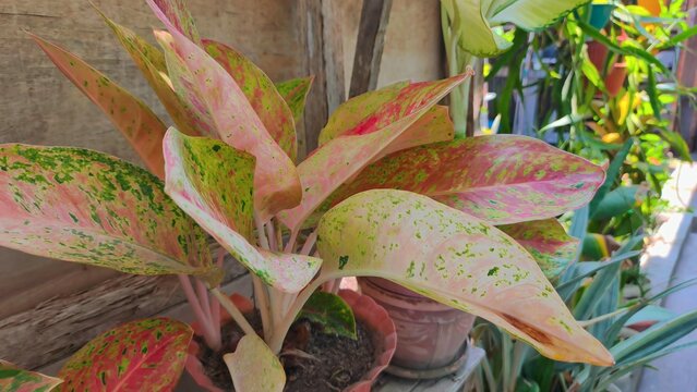 Captivating Aglaonema houseplant displays a stunning array of variegated pink, green, and red leaves, bringing a vibrant splash of tropical beauty to any indoor space