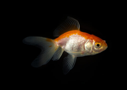 Ornamental goldfish swimming on black background, full body side view