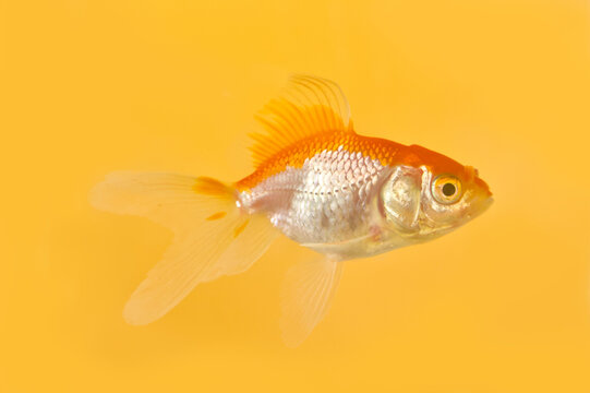 Goldfish full side view on yellow background, colourful studio shot