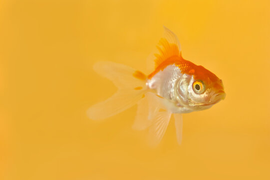 Red and white goldfish swimming on a yellow orange background with copy space
