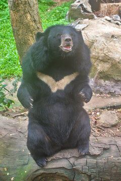 Asiatic black bear sitting upright with open mouth in a zoo enclosure