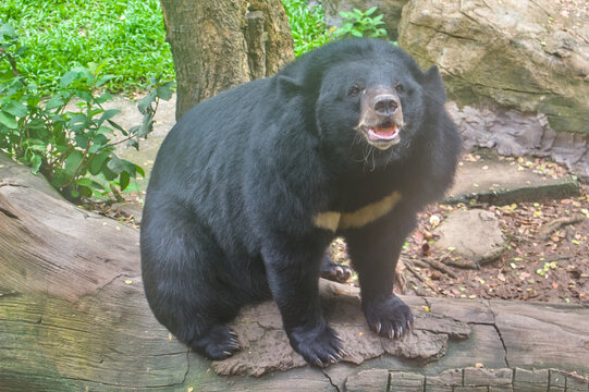 Asiatic black bear standing on a log and facing the camera with open mouth