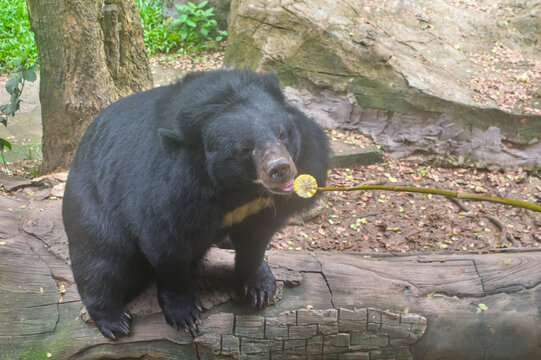 Asiatic black bear reaching for a corn cob offered on a stick at feeding time