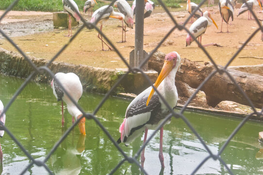 Painted stork standing in green water with a flock behind the zoo fence
