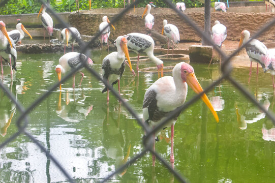Group of painted storks foraging in shallow green water at a zoo