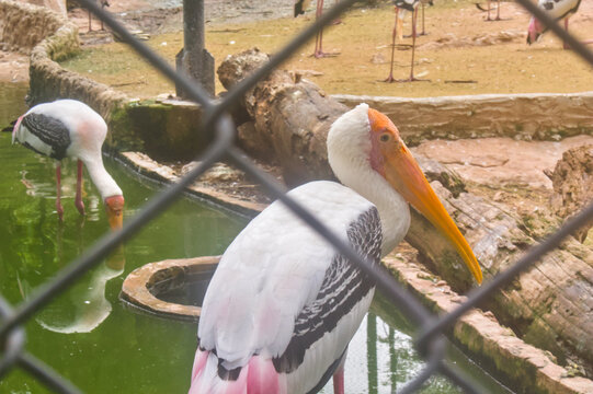 Painted stork portrait beside a zoo pond with another bird drinking