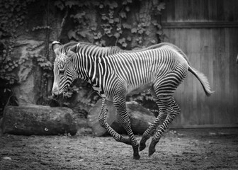 Black and White Image of a Baby Grevy Zebra Running © Tiffany N. Hardy