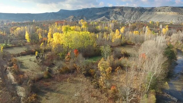 Aerial small orchards bordered by poplar trees across rural fields in autumn in woodland light.