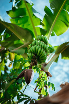 Banana fruits hanging above my head on the trekking route in a Paul valley on Santo Antao, Cape Verde