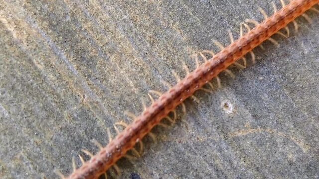 close-up of an Orphnaeus brevilabiatus centipede crawling on stone texture background 
