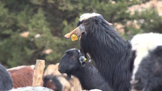 Domestic goats chew cud while eating artificial feed in a rural livestock enclosure.