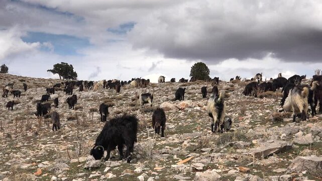 Taurus Mountains Antalya Turkey goat herd grazes across rocky high altitude plateaus.