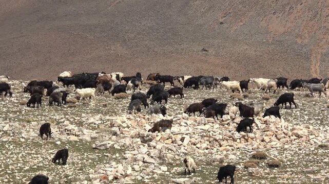 Domestic goats graze across barren mountain plateaus in remote highland pastoral terrain.