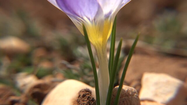 Purple white yellow crocus flower blooms among stones and soil in its natural mountain habitat.