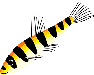 Fototapeta premium Yellow and Black Striped Clown Loach Fish Vector Illustration Isolated on White Background