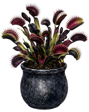 watercolor venus flytrap plant