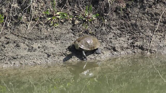 Freshwater turtle resting muddy riverbank beside calm water shell detail sunlight.