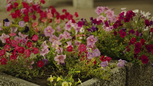 Colorful petunia flowers growing in concrete planters on city street.