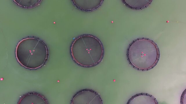 Circular salmon cages float on a lake, showing commercial aquaculture in a mountain valley setting.