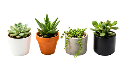 Fototapeta premium Collection of four small potted succulent plants isolated on a white background