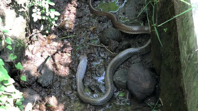 Closeup Of Striped Snake Slithering Through Muddy Streambed In Forest Habitat Eating Frog