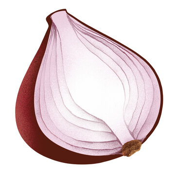 Stylized artistic illustration of a fresh red onion half