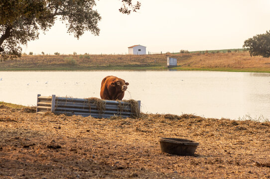 Limousin bull eating at a feeder in a rural landscape with a lake in the background at sunset.