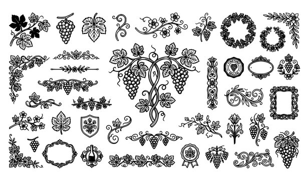Grapevine Flowers Leaves and Vintage Wine Label Botanical Vector Collection