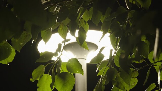 Bright street lamp shining through dense green tree leaves at night.