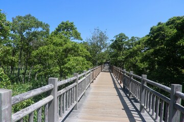 Obraz premium 高架木道・知床五湖（北海道・斜里町）