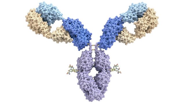IgG Antibody Immunoglobulin Molecular Structure